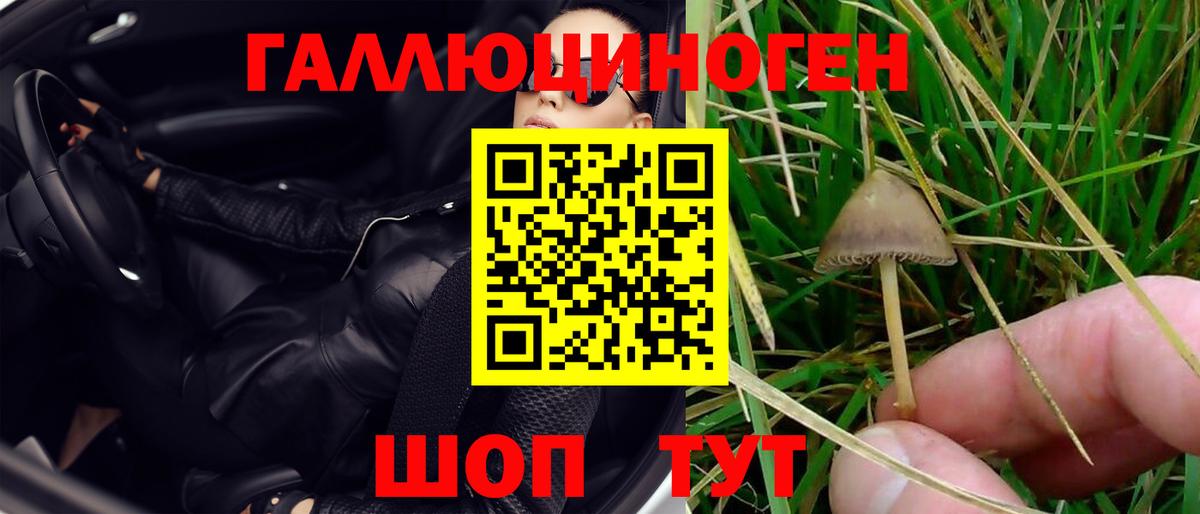 Галлюциногенные грибы Psilocybe Лыткарино